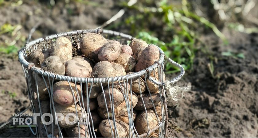 Удивительный способ увеличить урожай картофеля в 2 раза: проверено годами — каждый год работает Удивительный способ увеличить урожай картофеля в 2 раза: проверено годами — каждый год работает