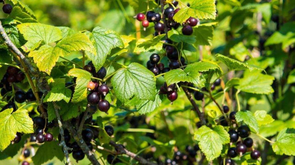 Уничтожитель ягод: почковый клещ опасен для смородины — как избавиться