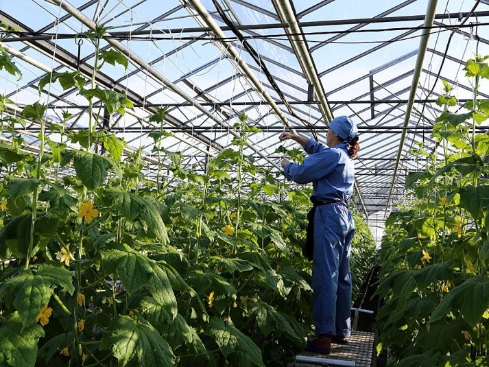 Создает эффект чернозема: обработайте этим землю до 31 мая - промышленный урожай