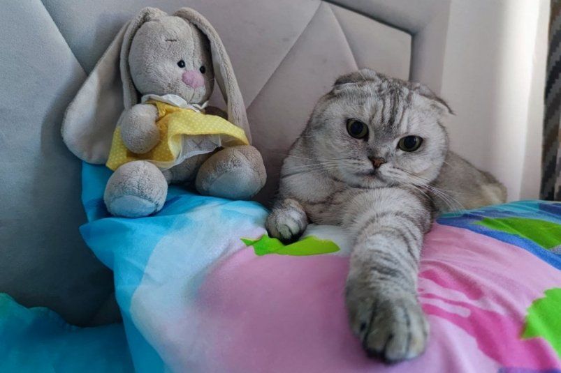 Не мяукают, не царапаются и не бесятся — 5 пород кошек для тех, кто мечтает о тишине