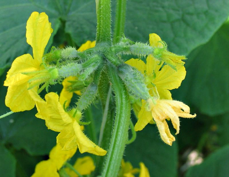 Топ-3 ошибки дачников, которые мешают собрать богатый урожай огурцов