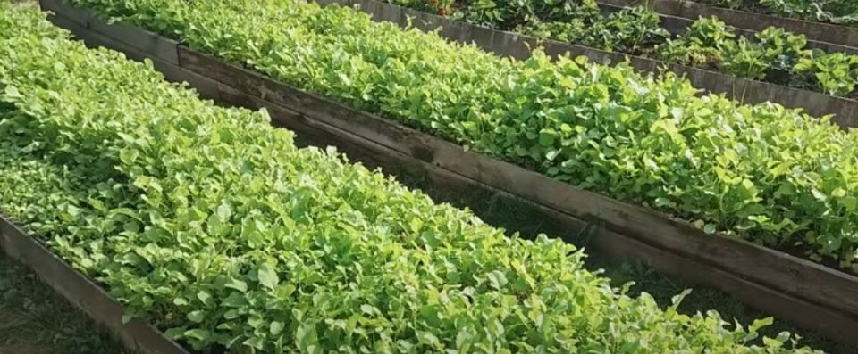 Сидераты осенью: секреты успешного улучшения почвы без химии