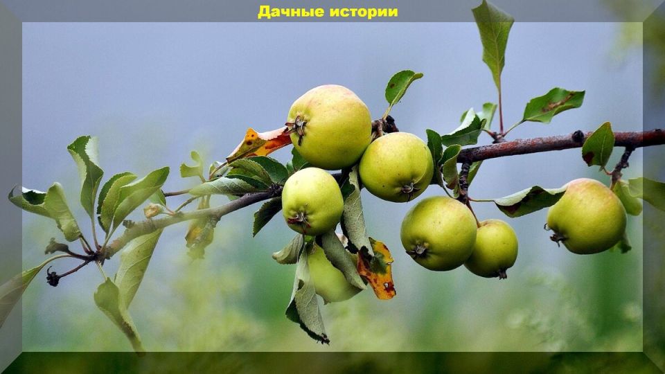 Июль в плодовом саду: секреты ухода и борьба с вредителями