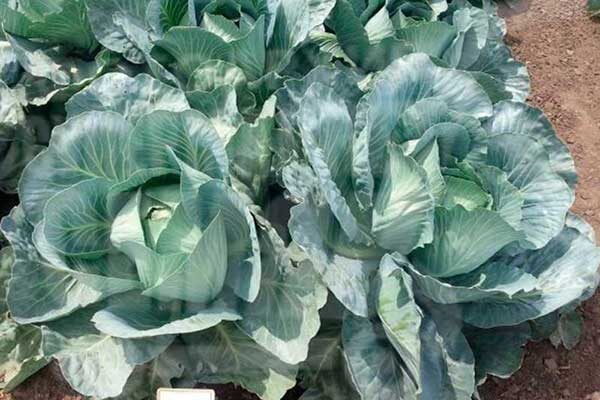 Капуста Галакси: секреты успешного урожая и уникальные особенности сорта