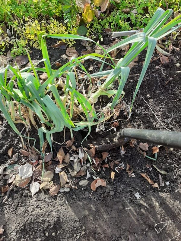 Лук-порей: секреты сбора и хранения для зимнего сезона