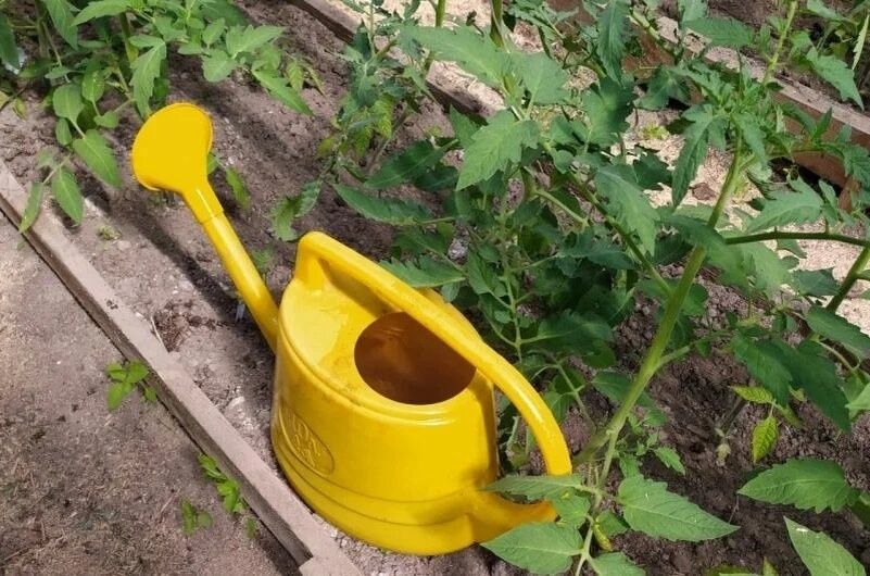 Секреты успешного цветения томатов: как кальций влияет на урожай