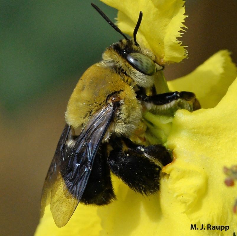 Орхидеи: искусные манипуляторы, обманывающие опылителей