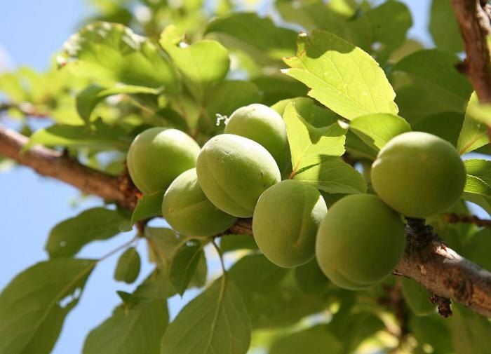Что делать с вздутыми завязями на сливе и вишне: причины и решения