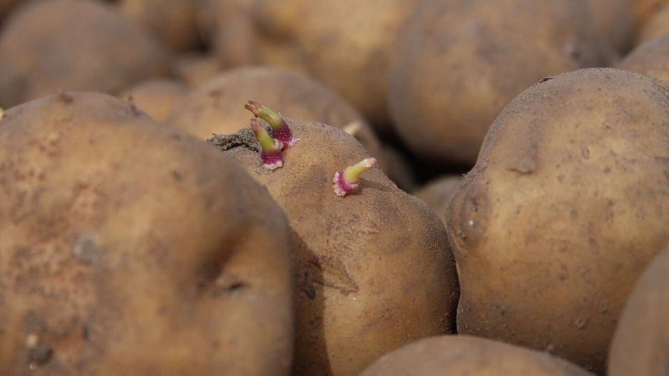 Как правильно поступить с проросшим картофелем: полезные советы