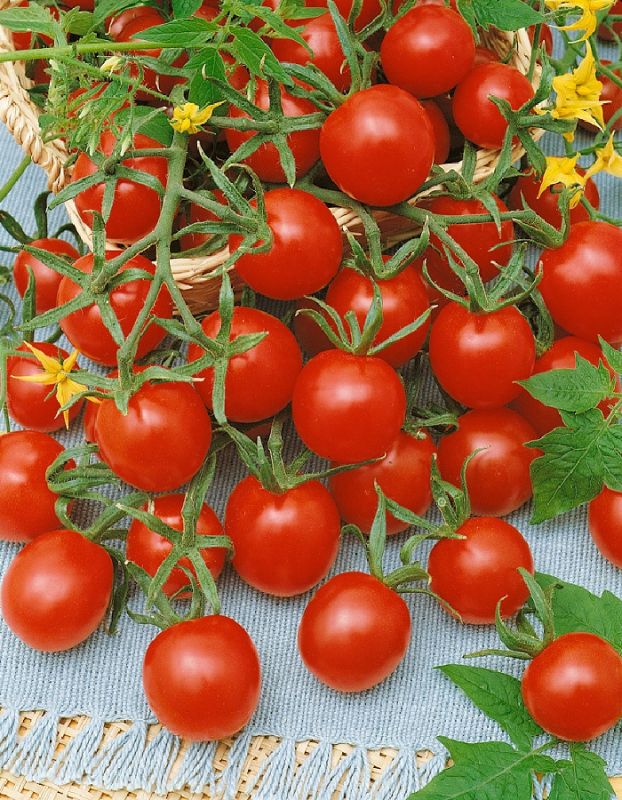 Как добиться сладости помидоров черри и коктейльных томатов: секреты успешного урожая