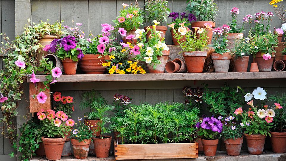 Как ухаживать за вегетативной петунией: советы для цветущего сада