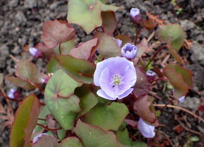 Джефферсония сомнительная: идеальный спутник для тенистых уголков вашего сада