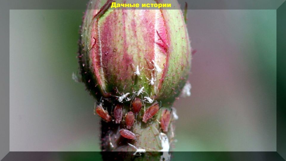 Сера для роз: как простое средство возвращает красоту вашим любимым цветам