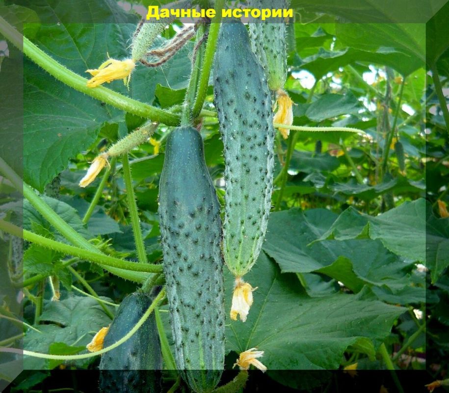 Как подкормка огурцов в период плодоношения поможет добиться богатого урожая