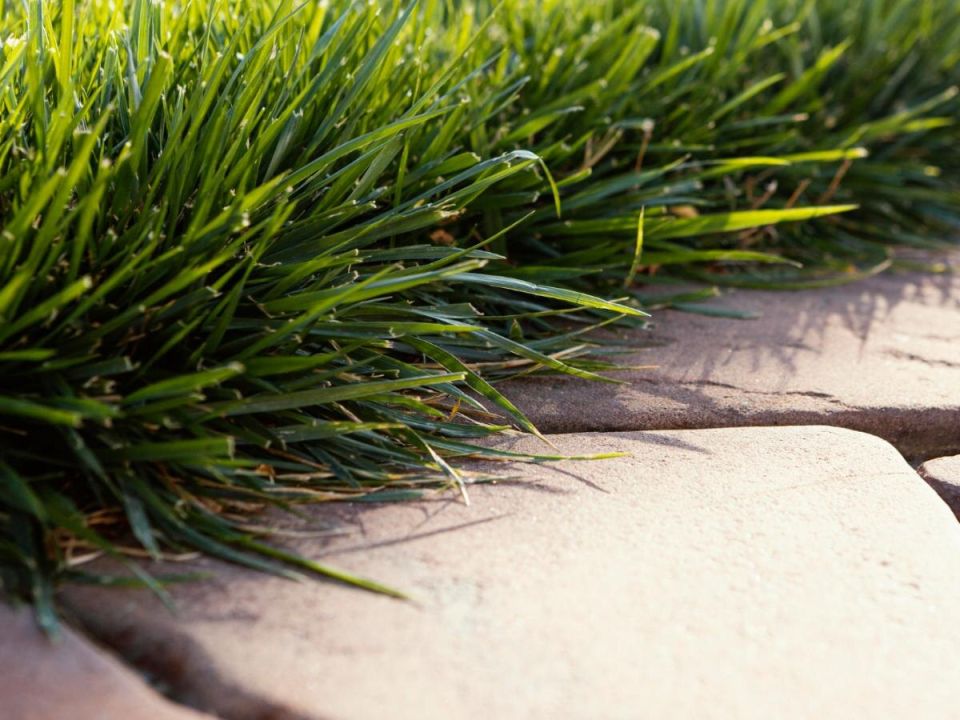 Клещи в саду: как предотвратить их invasion перед началом сезона