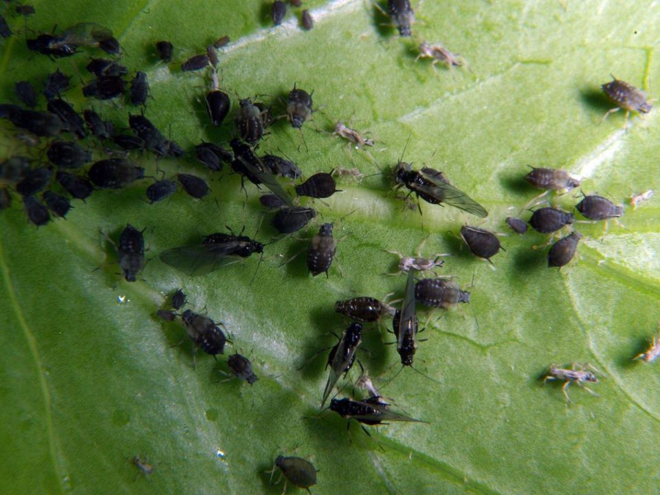 Секреты борьбы с тлёй: простые и эффективные решения для вашего сада