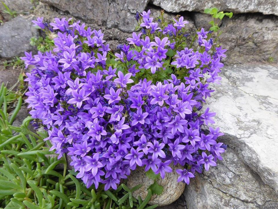 Как колокольчик Портеншлага привносит свежесть и цвет в ваш сад