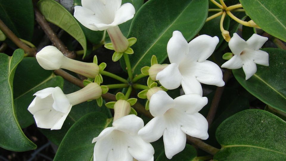 ��� ������� �������� ����� ����� ��������� ���������: ������� ������