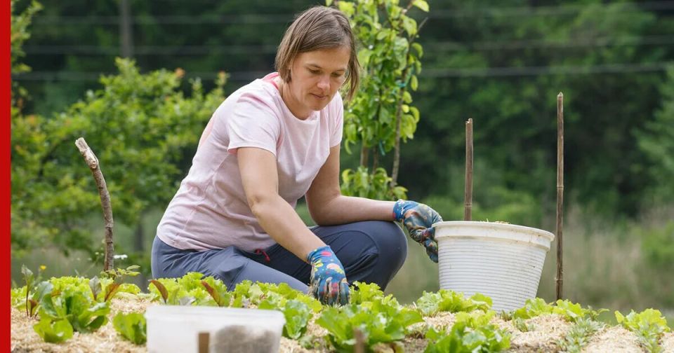 ����� ������ �� ����: ��� ���������� � 2025 ����?