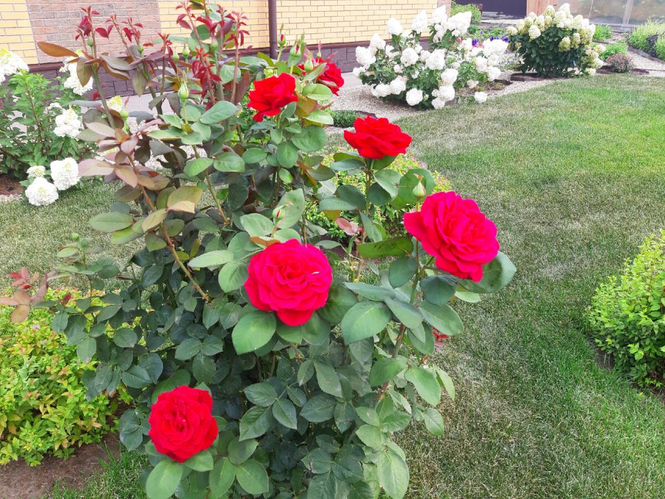 ������� ����� �� ������