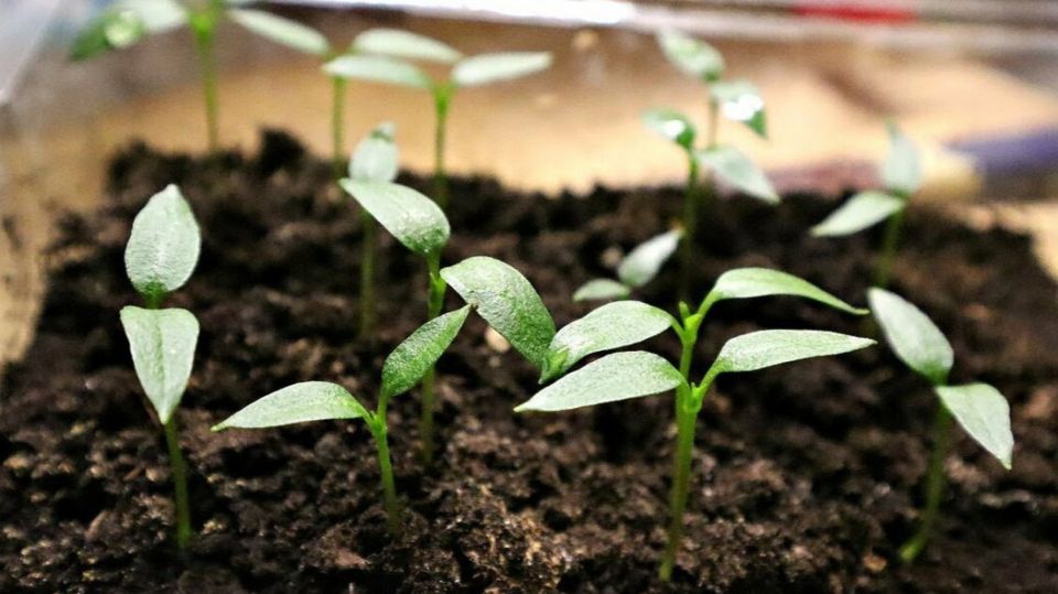 Тестирование семян: как избежать разочарований при посадке на рассаду