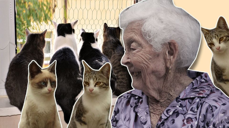 �������-��������� ����� �������� ��������� ����: ��� ������� �������� ���������� ��������