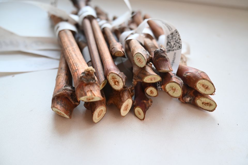 Как правильно подготовить черенки винограда весной: секреты укоренения и успешного ухода