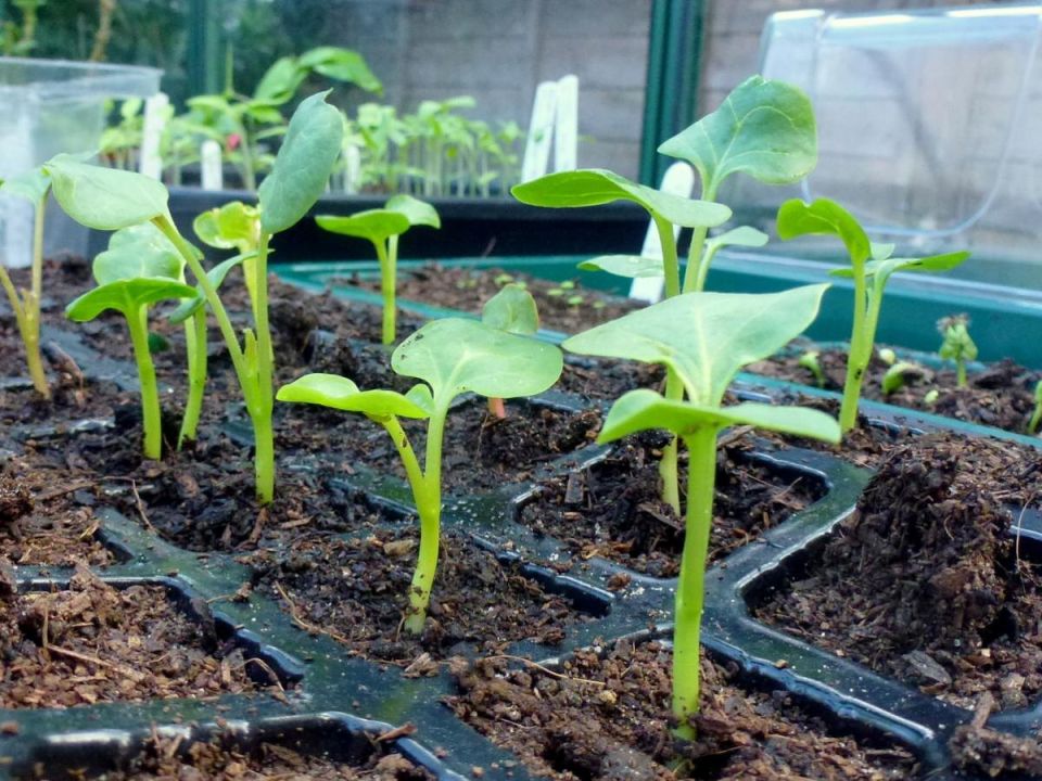 ������ �����: ��� ��������� ��������������� ����� ��� �������� �������