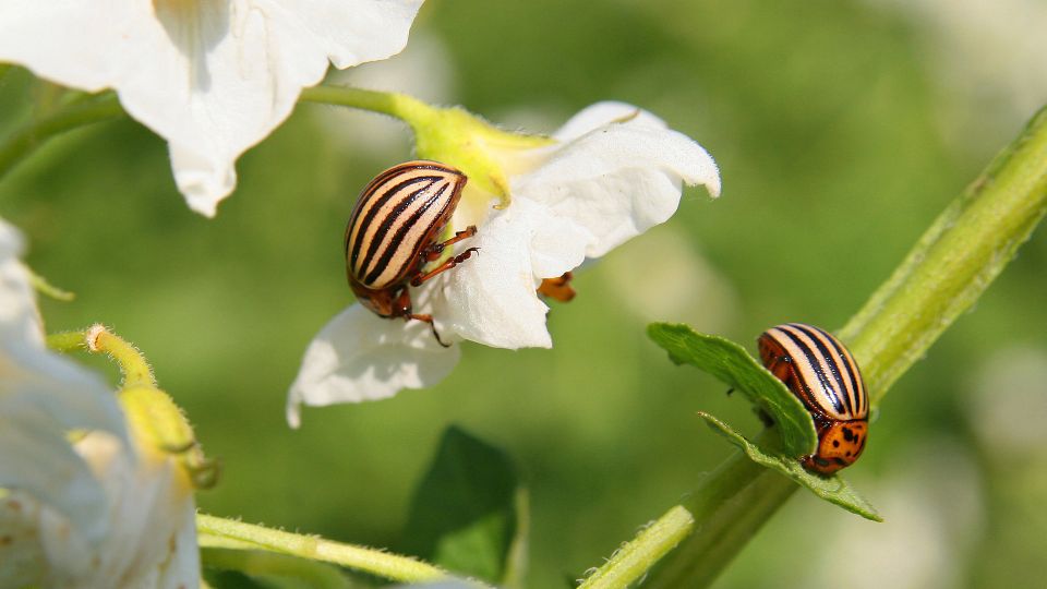 О колорадских жуках на сезон точно забудете: между посадками разложите эти 2 ингредиента