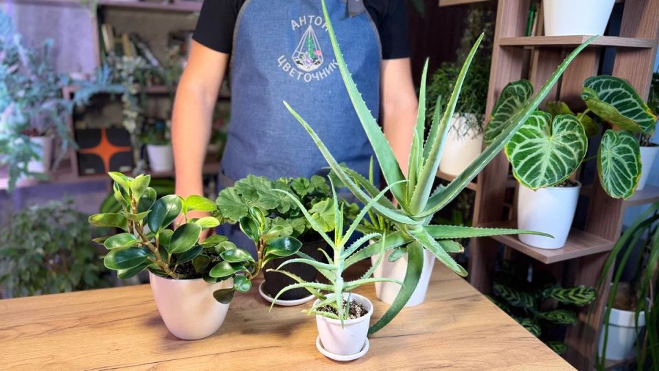 Идеальный грунт для ваших растений: что нужно знать