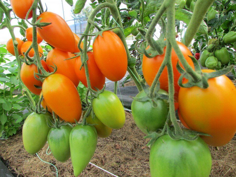 ������ ��� ������ ���������: ������ ����� ��� ���������������