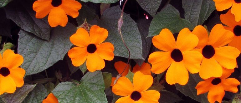 ��� ������� ���������� ������������ �� ���� � ������� ���������