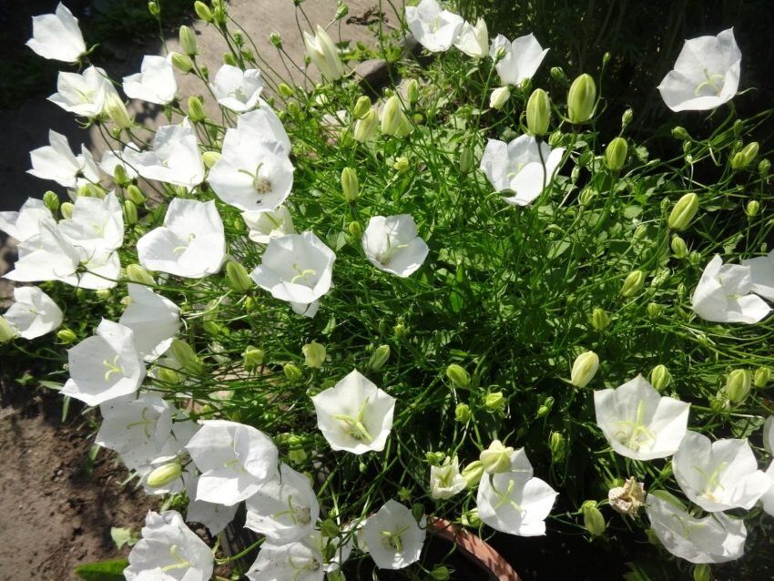 ����� ������������ ����������: ��� ��� ����������� ������ ������� � 2026 ����