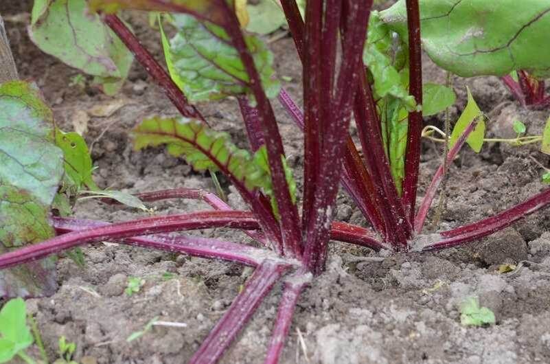 ��� ��������� �� ������� � �������: ������� �������� ������