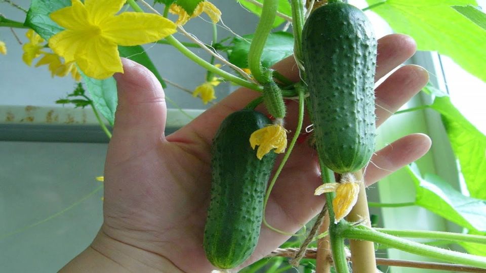 ������ ������ �� �����������: ������� ��������� ������