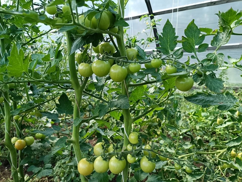 ��� ���� ������ �� ������ �������: �������� � �������