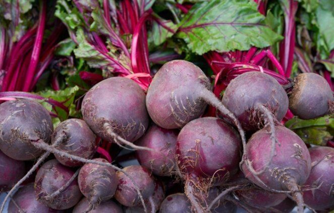 Ошибка, которая лишает вас урожая свеклы: как правильно с ней обращаться