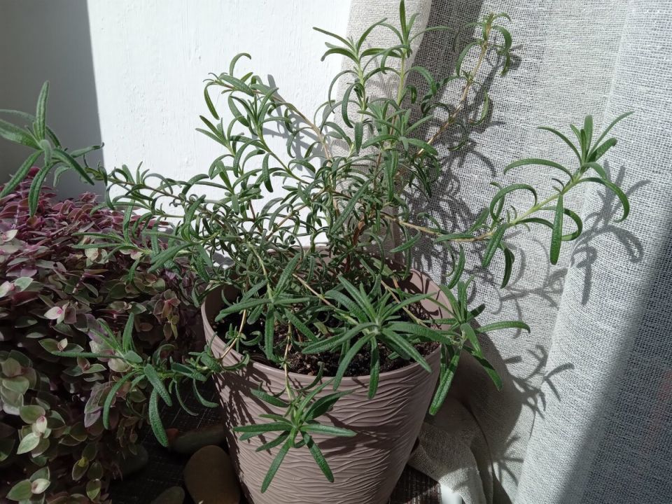 Летом - садовый, зимой - комнатный: как сохранить и размножить розмарин