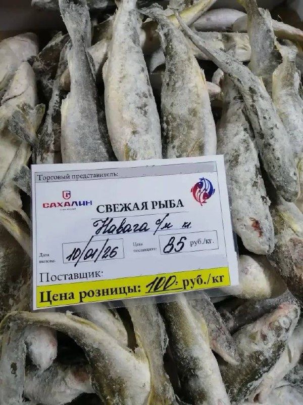 Новая партия наваги доступна для покупки в нашем городе