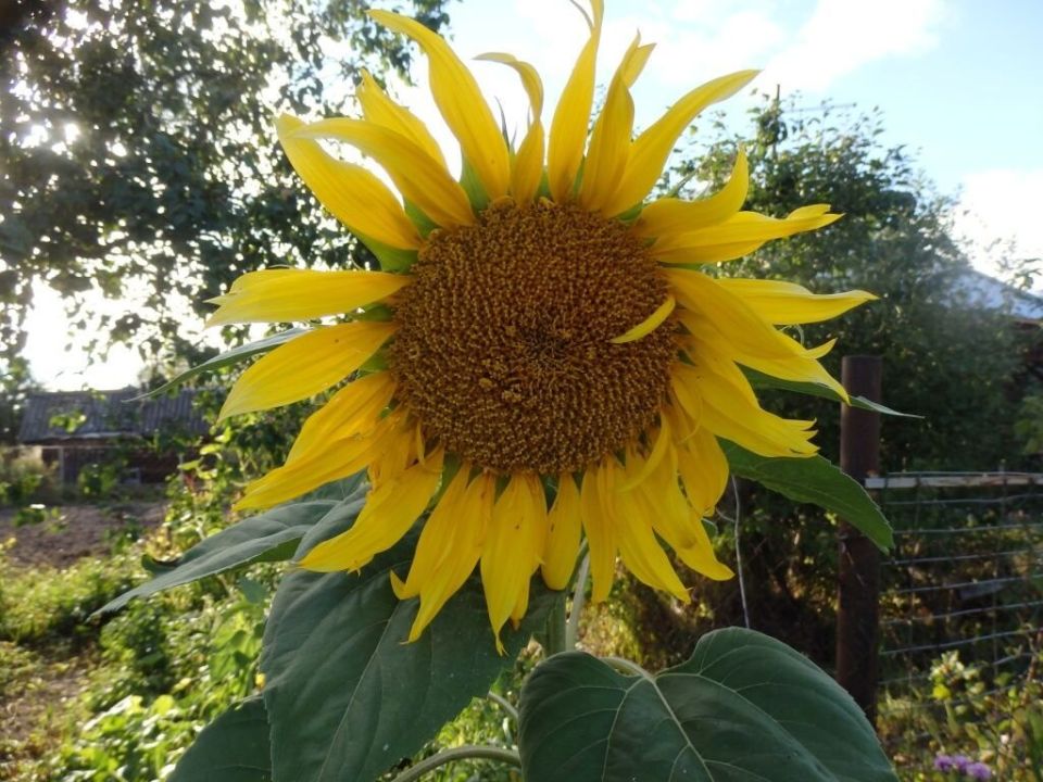 Что делать на даче осенью