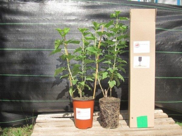 ��������� � ����� ����: ������� �������� ������� ������ � ������