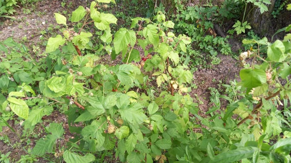 Как две недели августа решают судьбу сада: спокойное объяснение по уходу за малиной