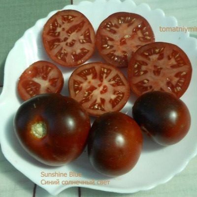 Томат Синий солнечный свет: спокойный взгляд на экзотический сорт с антоциановой окраской