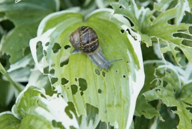 Как защитить хосты от улиток без химии и нервов