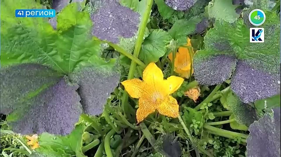   60 .  :