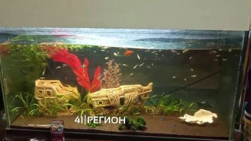  6.5   .     ,   