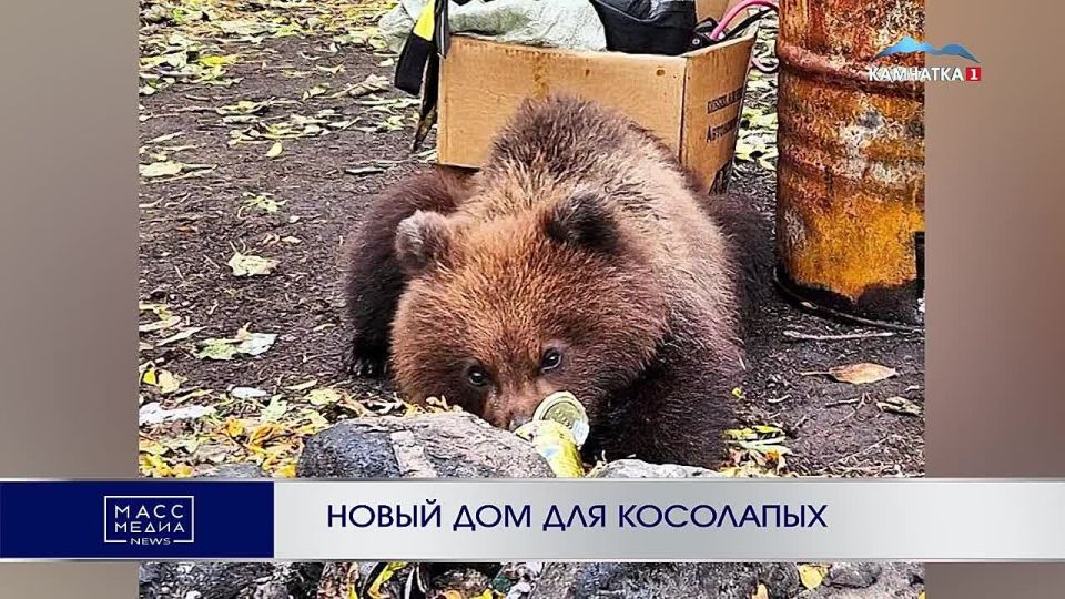 Новый дом для косолапых. После резонансного случая с медвежатами на бухте Жировой вновь заговорили о создании Центра реабилитации для бурых медведей