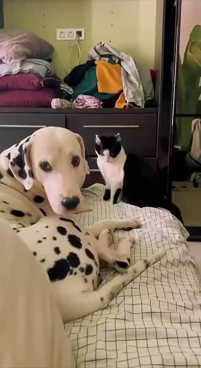 Нам неизвестно, извинился ли пёсель… короче, все как у людей