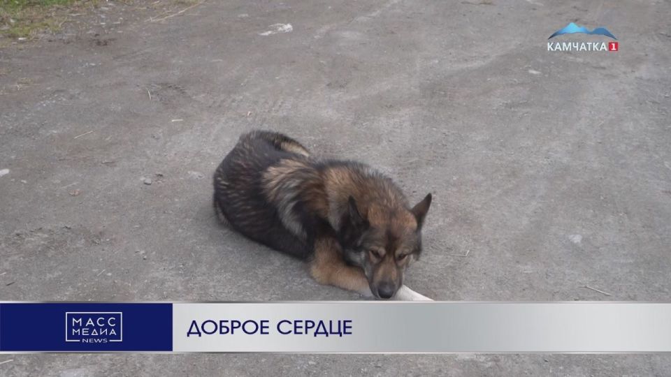 Доброе сердце. Всё началось с помощи нескольким бездомным собакам, а сейчас это целый дом для пушистых беспризорников