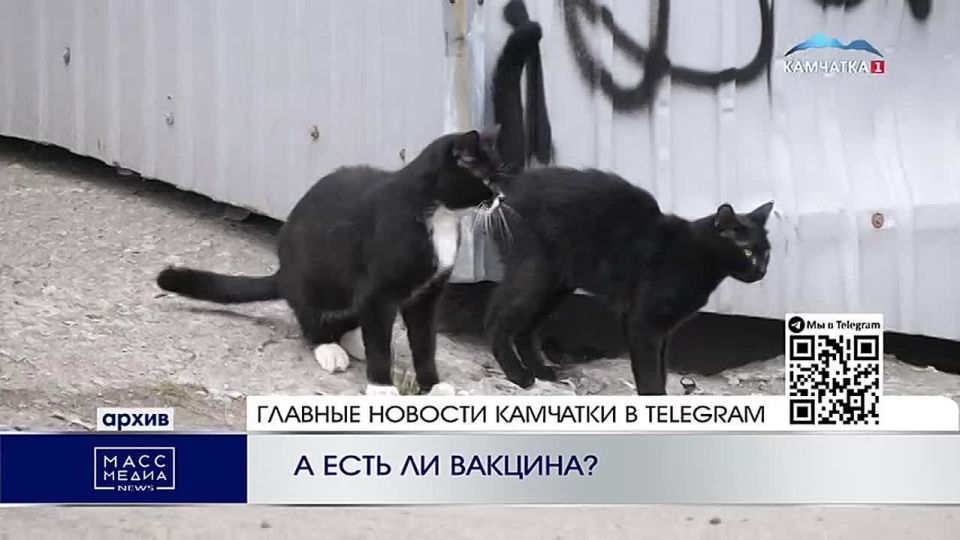 А есть ли вакцина?. Больше 50 лет на Камчатке не регистрировались случаи бешенства, но что если